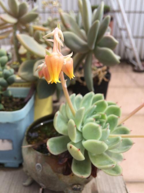 й½ϳƫ ȫůorȫ䣿